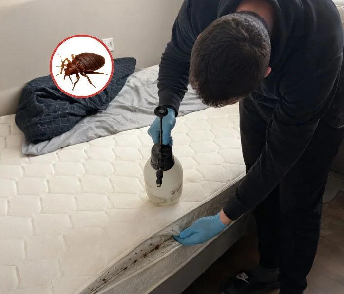 Technicien traitant un matelas contre les punaises de lit à Gournay-sur-Marne